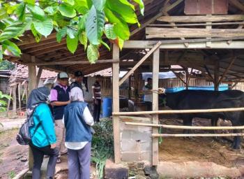 Cegah Penyakit LSD Pada Hewan Ternak, Begini Antisipasi di LampungÂ 