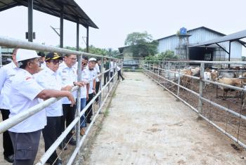 Pj Gubernur Lampung Tinjau Peternakan Sapi Terintegrasi di Lampung Utara  