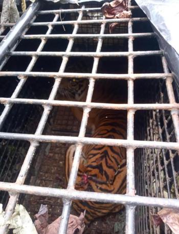 Harimau Sumatera Tertangkap di Sukabumi Lambar, Petugas Tunggu BKSDA Untuk Proses Evakuasi 