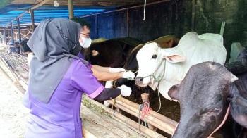 Harga Sapi Mengalami Kenaikan Imbas PMK 