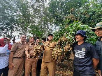 Fertilizing Root Trainer Tingkatkan Produksi Buah Kelengkeng di LampungÂ 