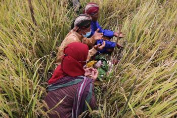 Petani Bantul Gelar Tradisi Wiwitan, Bentuk Rasa Syukur Petani Atas Nikmat Yang Diterima