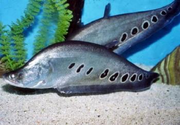 Stop! Tangkap Ikan Belida, Dendanya Sampe 1,5 Milliar