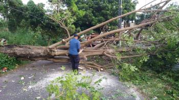 Diduga Termakan Usia Sebuah Pohon Rubuh di Jalan Nusa Indah 