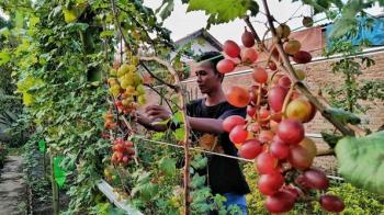 40 jenis Anggur impor, di Budidayakan Masyarakat Lamtim