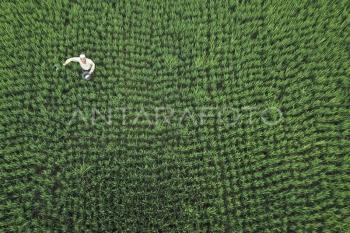 Jejak Efisiensi Pupuk di Lumbung Jagung   