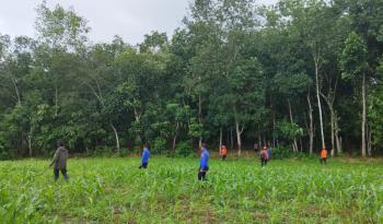 Tak Pulang dari Kebun, Kakek 83 Tahun Hilang di Pringsewu