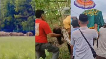 Kepala Desa di Lampung Timur Tewas Saat Menghalau Gajah Liar Masuk Permukiman Warga