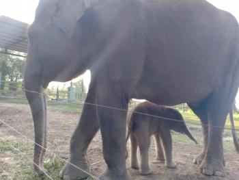 Seekor Anak Gajah Sumatra Lahir di Taman Satwa Lembah Hijau 