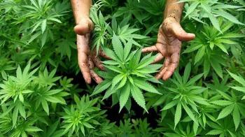 Ganja Sebagai Alat Terapi, Ini Kata IDI Wilayah Lampung