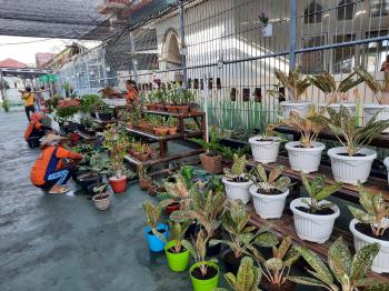 Keren! Tanaman Hasil Lapas Perempuan, Masuk di Online Shop
