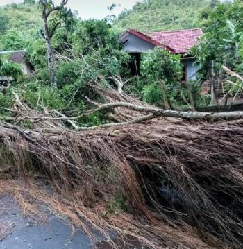 Pohon Raksasa Berumur Ratusan Tahun Roboh Timpa Rumah, Begini Kondisinya